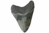 Fossil Megalodon Tooth - South Carolina #164982-2